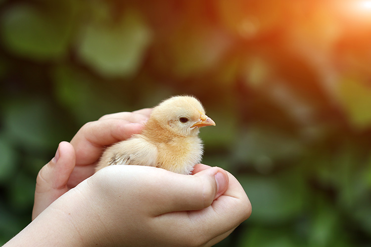 Someone holding a baby chick in their hands.